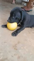Sheldon