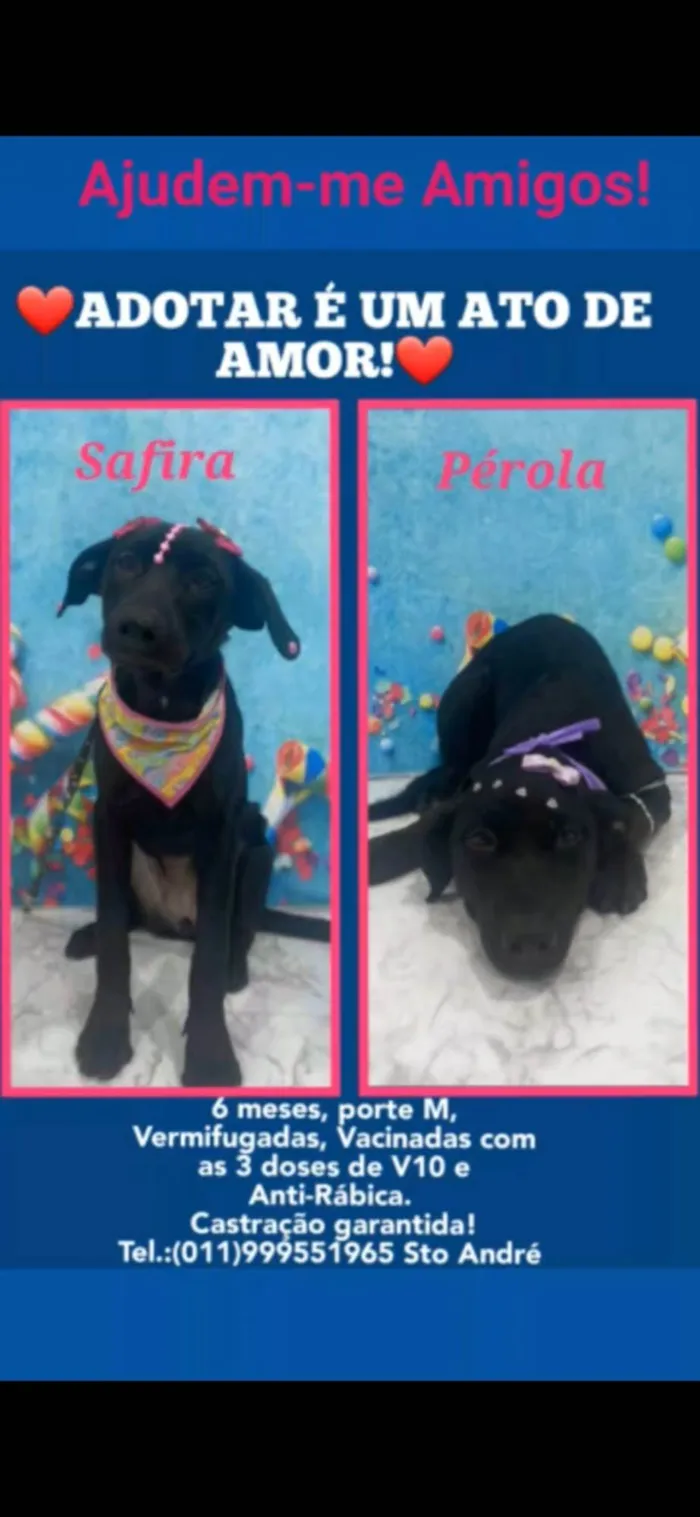 Cachorro ra a SRD idade 7 a 11 meses nome Safira e Perola