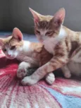 Filhotes de gato oara adoção 