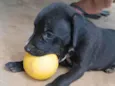 Sheldon