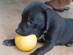 Cachorro raça SRD-ViraLata idade Abaixo de 2 meses nome Sheldon