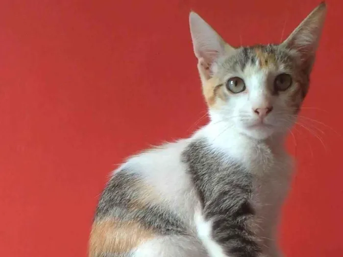 Gato ra a SRD-ViraLata idade 2 a 6 meses nome Alicia 