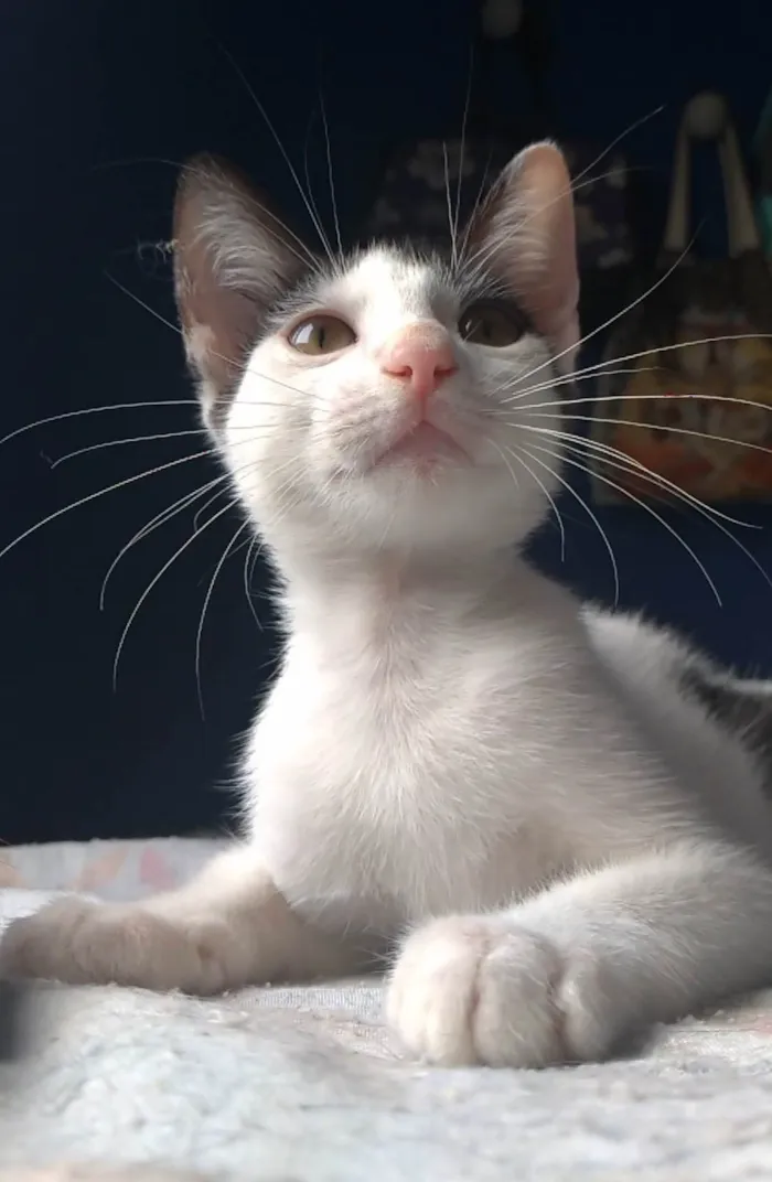 Gato ra a SRD-ViraLata idade 2 a 6 meses nome Akira