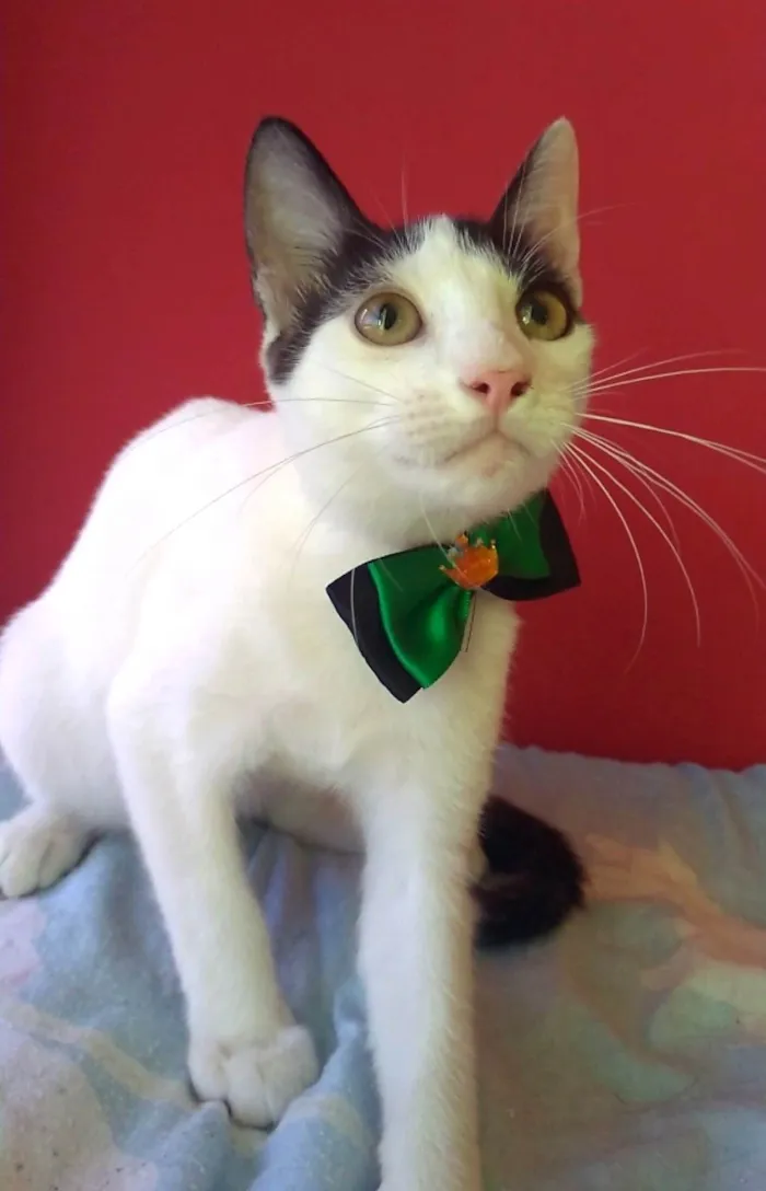 Gato ra a SRD-ViraLata idade 2 a 6 meses nome Akira