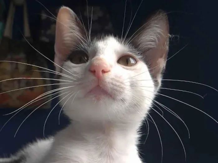 Gato ra a SRD-ViraLata idade 2 a 6 meses nome Akira
