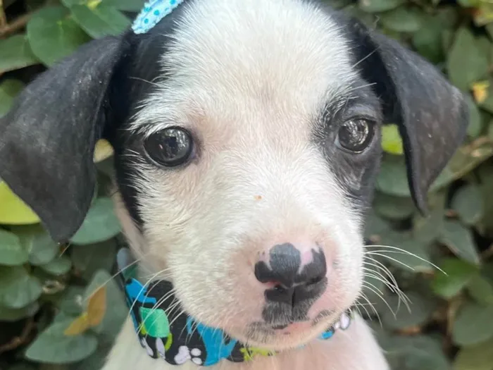 Cachorro ra a SRD-ViraLata idade 2 a 6 meses nome Flaika 