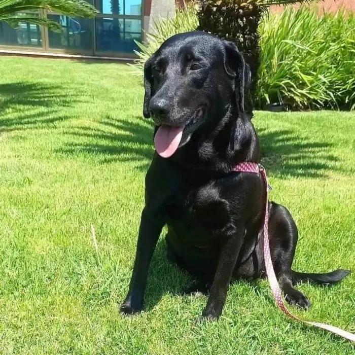 Cachorro ra a Labrador idade 3 anos nome Peppa