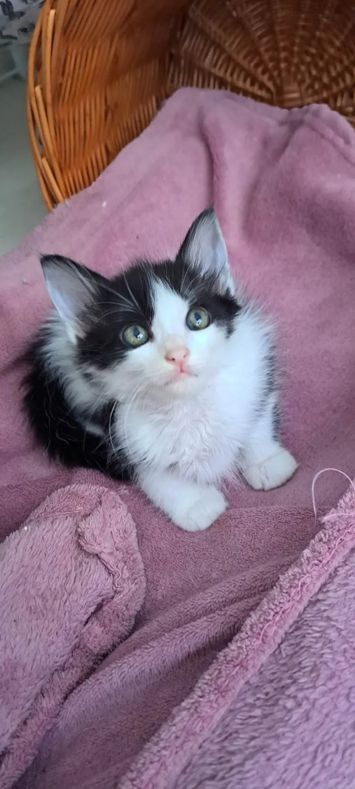 Gato ra a SRD-ViraLata idade Abaixo de 2 meses nome Melon