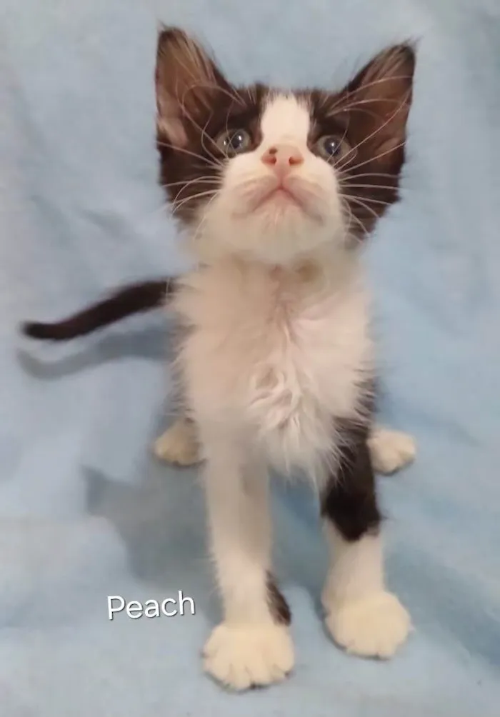 Gato ra a SRD-ViraLata idade Abaixo de 2 meses nome Peach