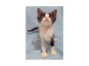 Gato raça SRD-ViraLata idade Abaixo de 2 meses nome Peach