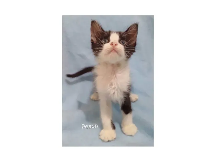 Gato ra a SRD-ViraLata idade Abaixo de 2 meses nome Peach