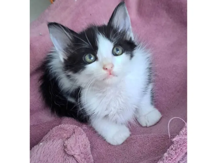 Gato ra a SRD-ViraLata idade Abaixo de 2 meses nome Melon