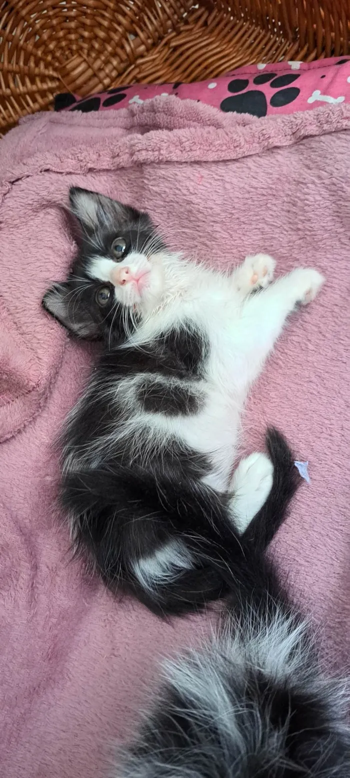 Gato ra a SRD-ViraLata idade Abaixo de 2 meses nome Melon