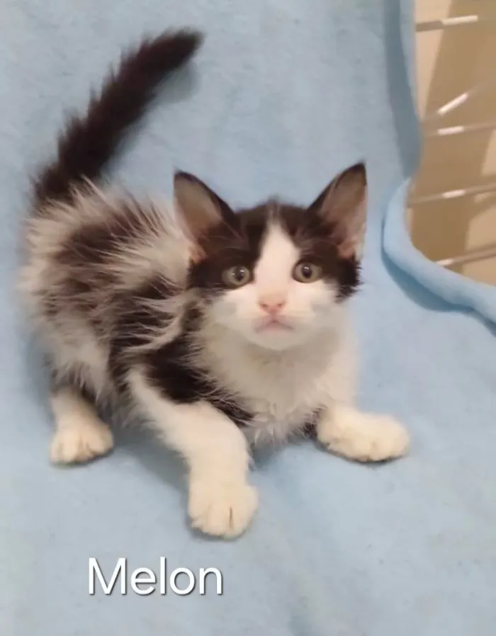 Gato ra a SRD-ViraLata idade Abaixo de 2 meses nome Melon