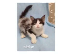 Gato raça SRD-ViraLata idade Abaixo de 2 meses nome Melon