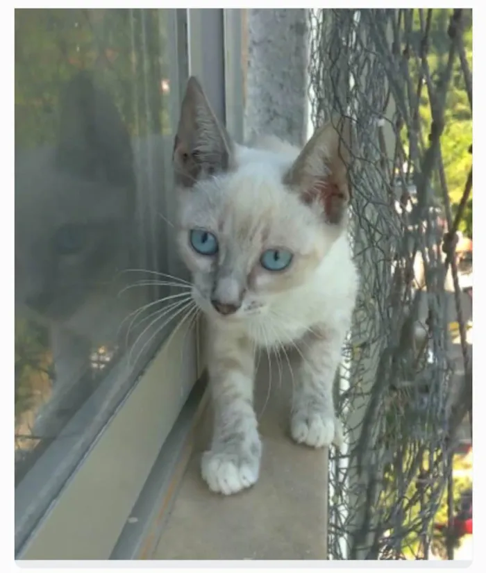 Gato ra a srd "sialata" idade 2 a 6 meses nome YANA