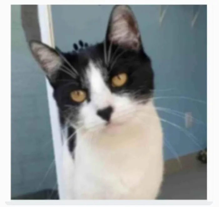 Gato ra a srd frajolinha idade 2 anos nome MAGGIE