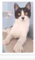 MAGGIE