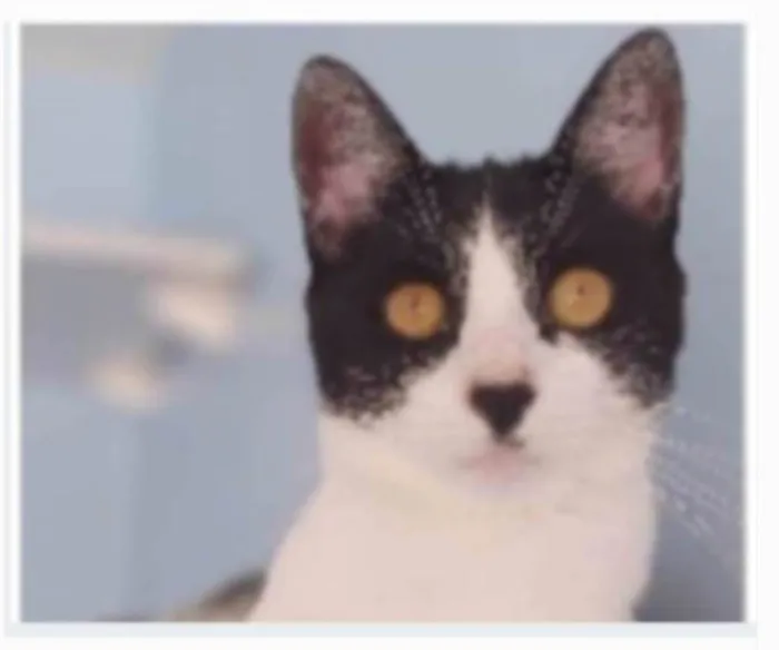 Gato ra a srd frajolinha idade 2 anos nome MAGGIE