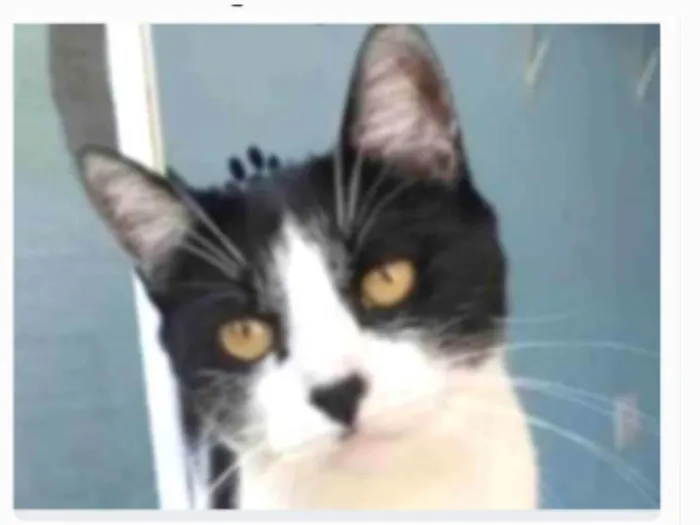 Gato ra a srd frajolinha idade 2 anos nome MAGGIE