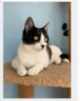 MAGGIE