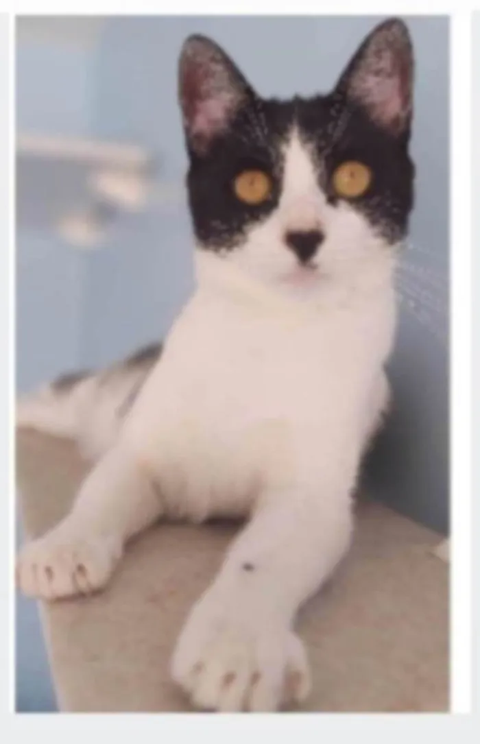 Gato ra a srd frajolinha idade 2 anos nome MAGGIE
