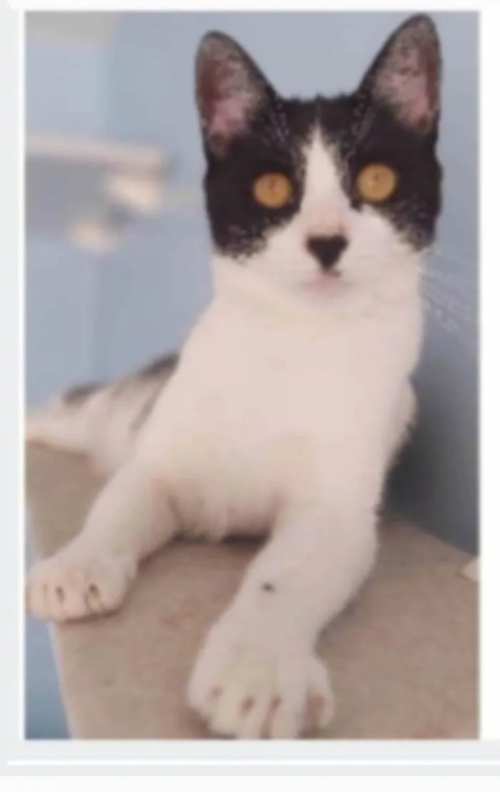 Gato ra a srd frajolinha idade 2 anos nome MAGGIE