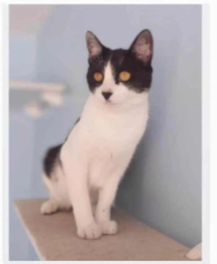 Gato ra a srd frajolinha idade 2 anos nome MAGGIE