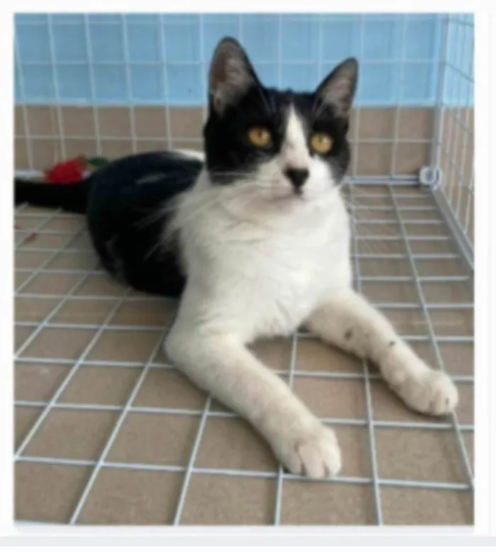 Gato ra a srd frajolinha idade 2 anos nome MAGGIE