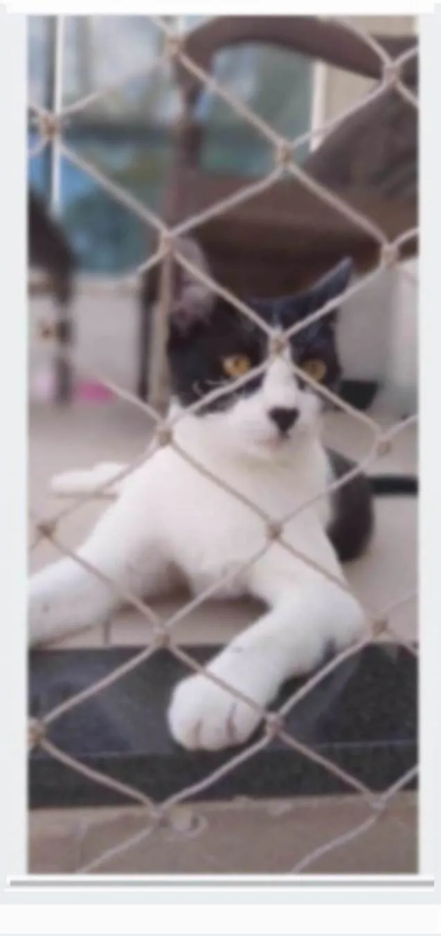 Gato ra a srd frajolinha idade 2 anos nome MAGGIE