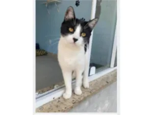 Gato raça srd frajolinha idade 2 anos nome MAGGIE