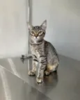 Lince, fêmea 5 meses castrada