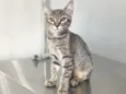 Lince, fêmea 5 meses castrada