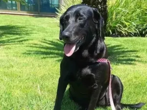 Cachorro raça Labrador idade 3 anos nome Peppa