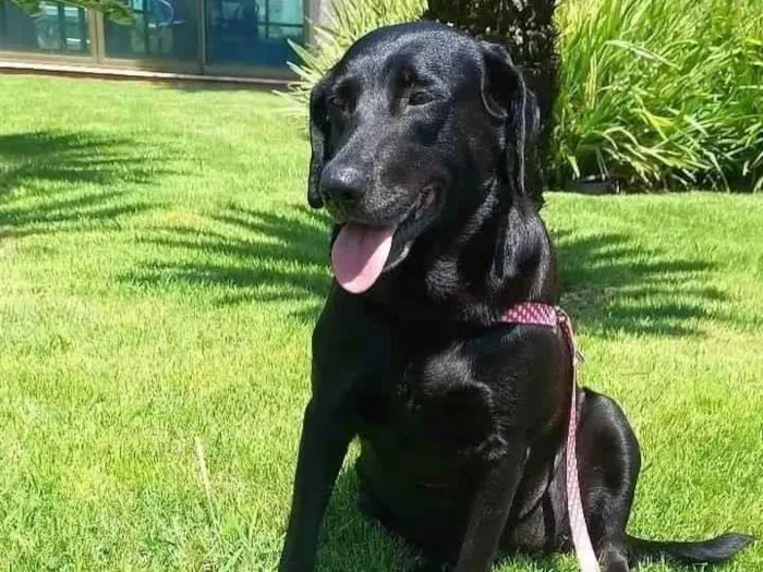Cachorro ra a Labrador idade 3 anos nome Peppa
