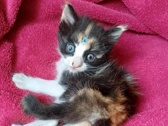 Gato ra a Persa idade Abaixo de 2 meses nome Mix Persa adocao