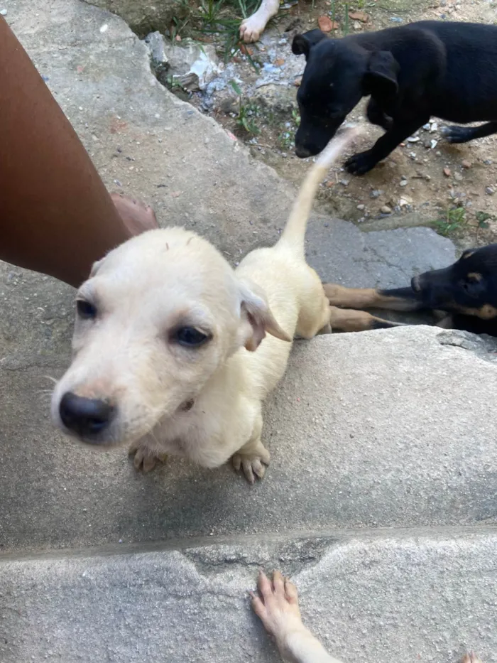 Cachorro ra a Vira lata  idade 2 a 6 meses nome Sem nome