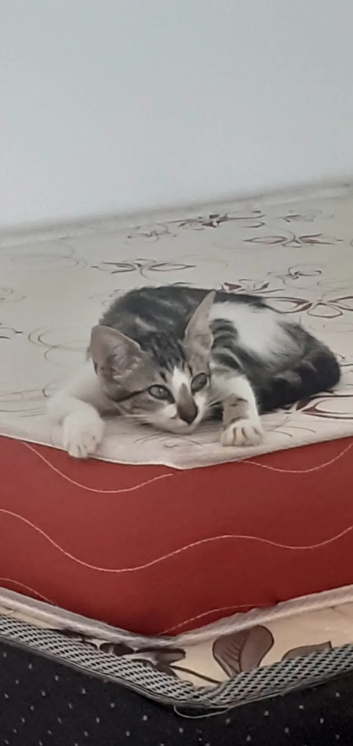 Gato ra a Felino idade 2 a 6 meses nome Judite