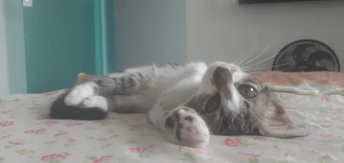 Gato ra a Felino idade 2 a 6 meses nome Judite