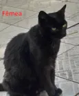 03 GATINHOS