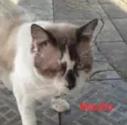 03 GATINHOS