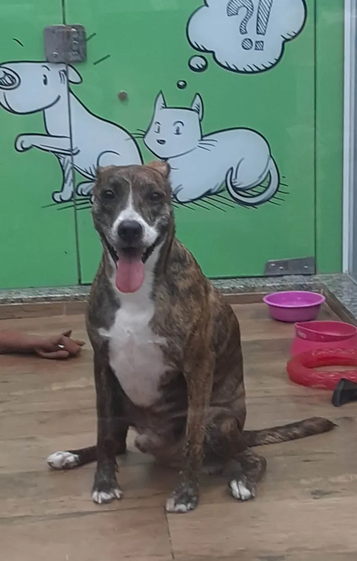 Cachorro ra a Vira lata idade 2 a 6 meses nome Sem nome