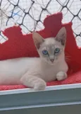 Iana