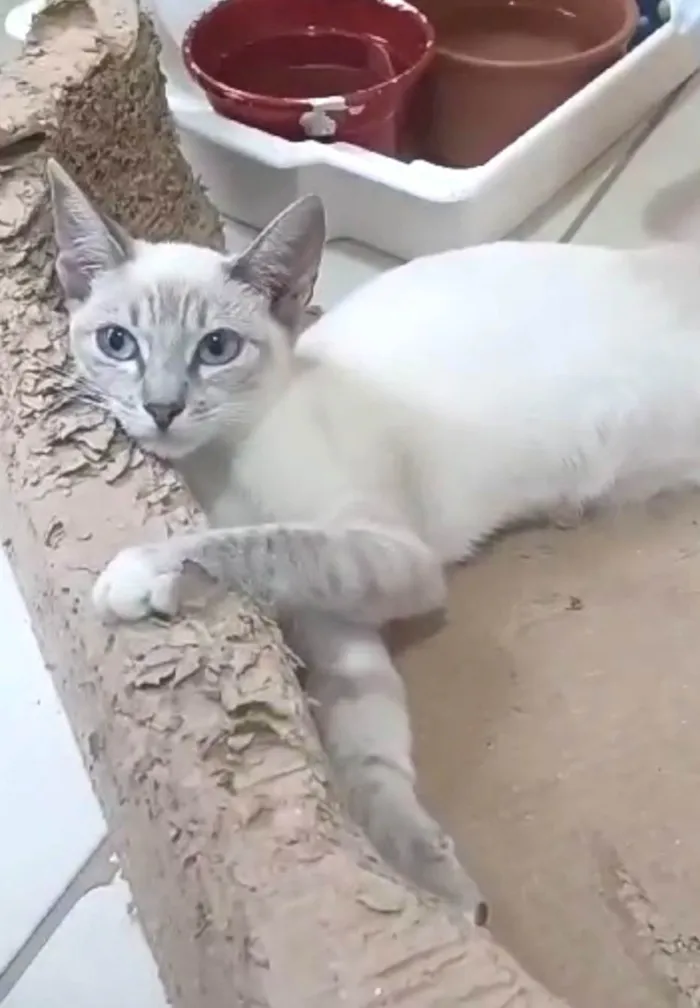Gato ra a SRD idade 2 a 6 meses nome Iana