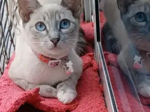 Gato raça SRD idade 2 a 6 meses nome Iana