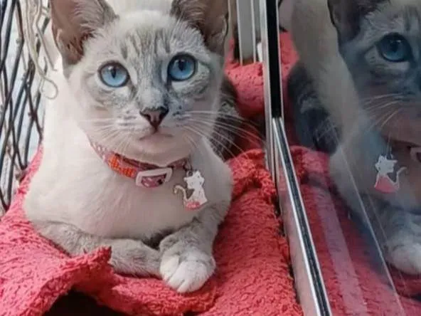 Gato ra a SRD idade 2 a 6 meses nome Iana