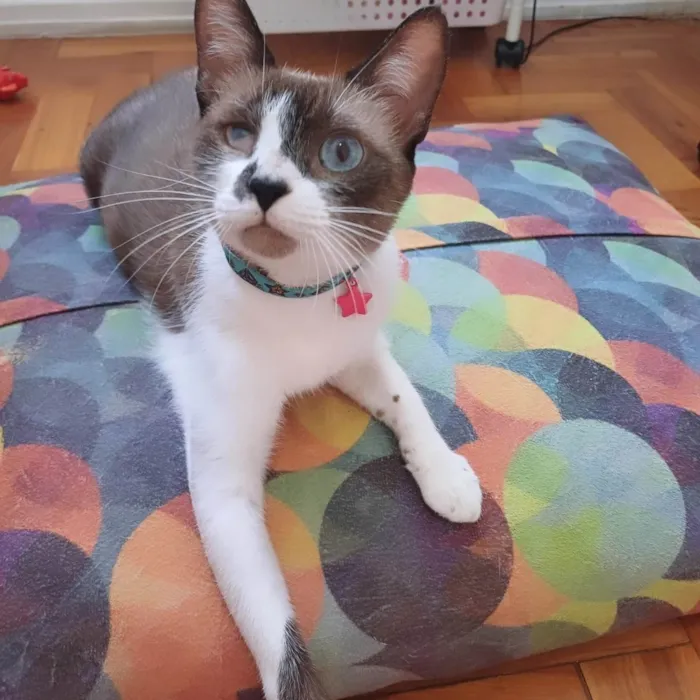 Gato ra a Srd idade 1 ano nome Hope