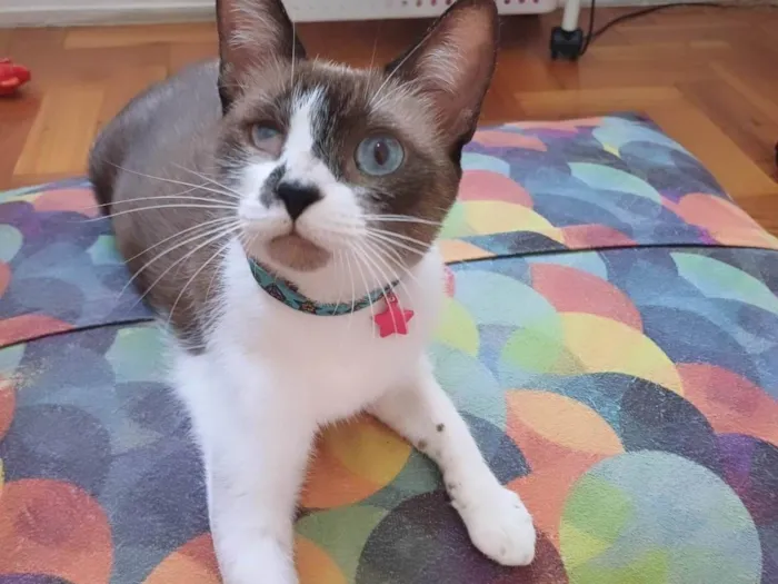 Gato ra a Srd idade 1 ano nome Hope