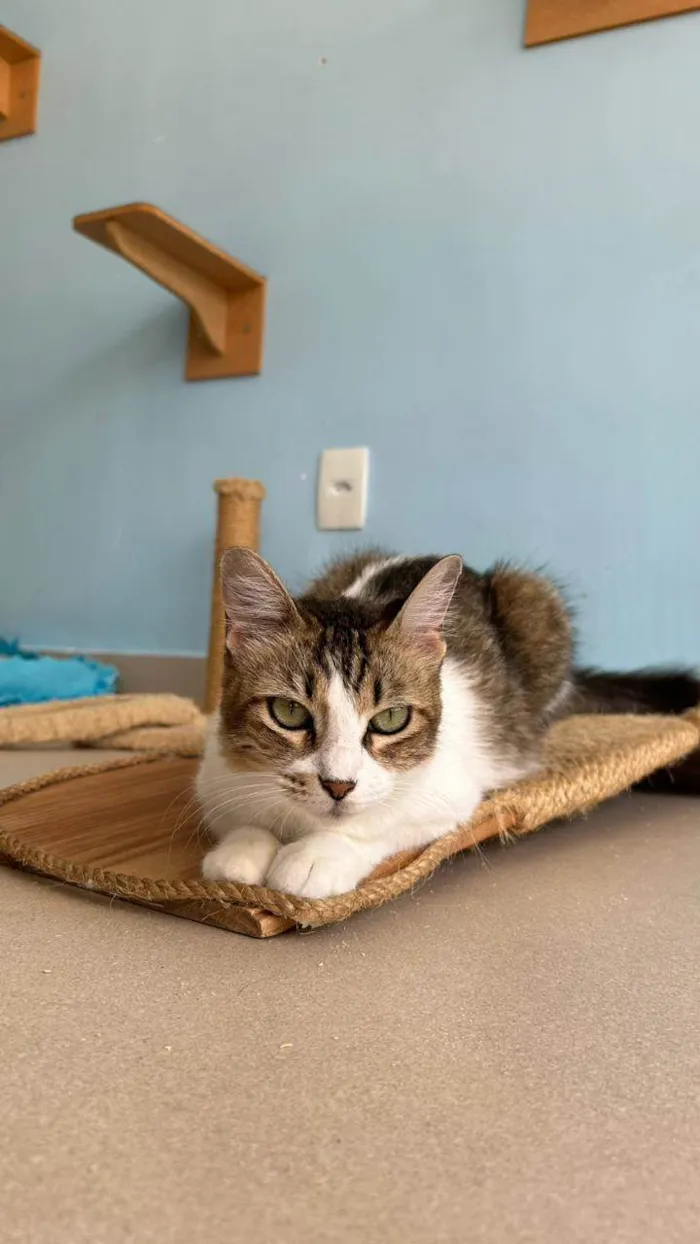 Gato ra a SRD-ViraLata idade 1 ano nome Ritinha 