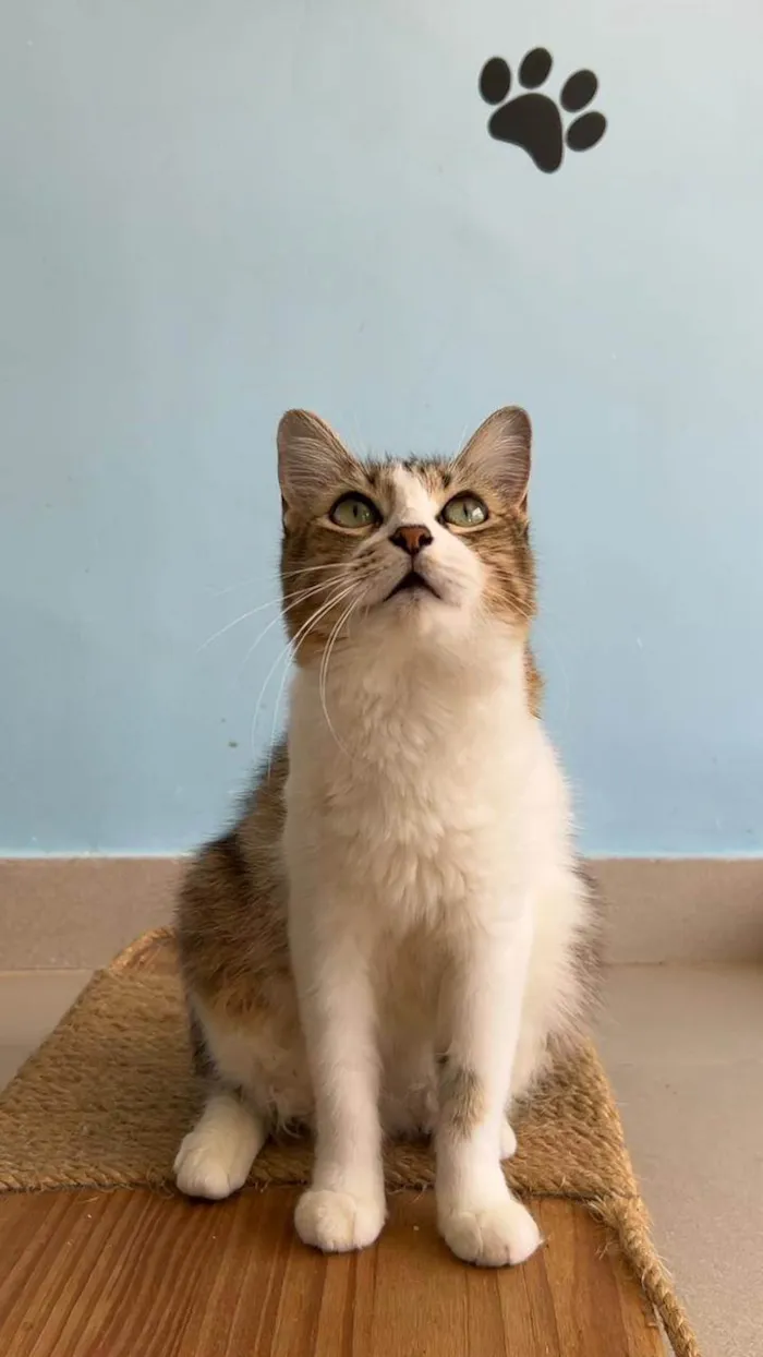 Gato ra a SRD-ViraLata idade 1 ano nome Ritinha 